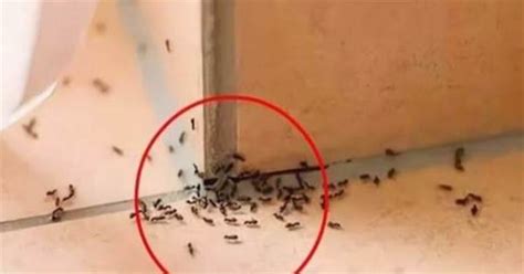 家裡出現大量螞蟻